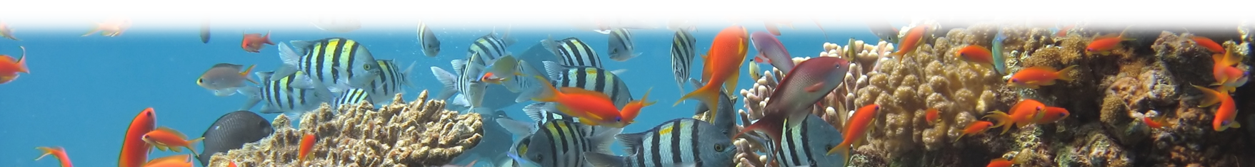 colourful fishes